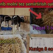 Mollarni Semirtirish Silos Berib Boqish