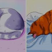 Мысли Спящей Кошки