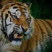 National Geographic Documentary Tigers Revenge Nat Geo Wild