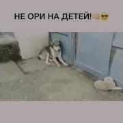 Прикол Про Собак Не Ори На Детей