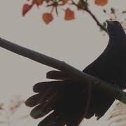 Asian Cuckoo Koel