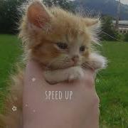 Котёнок Алёна Швец Speed Up