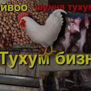 Паррандачилик Даромадли Бизнес 7 Хазинанинг Бири
