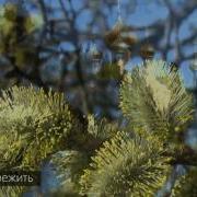 Юля Славянская Остаётся Пережить