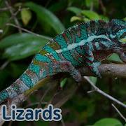 Meet The Animals Lizard