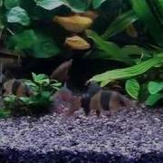 Loaches Ru Боции Клоун Драка