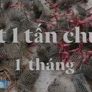 Cách Bắt 1 Tấn Chuột 1 Tháng Làm Gì Với Số Chuột Này Đây