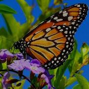 Beautiful Butterflies Sleep Piano Music Soothing Birds Singing Relaxing Music