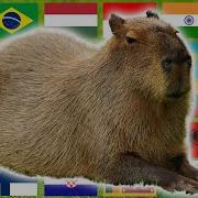 Capybara In Different Languages