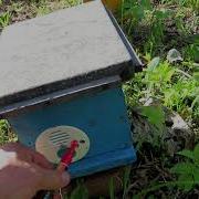 Заселение Нуклеусов Подсадка Неплодных Маток