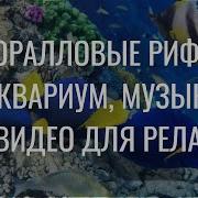 Коралловые Рифы Аквариум Музыка И Видео Для Релакс