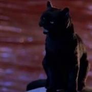 Another Favorite Moments Of Salem The Cat