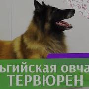 Бельгийская Овчарка Тервюрен Особенности Уход