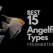 Angelfish