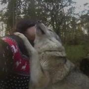 Wolf Love Волчья Любовь