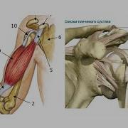 Правильный Бодибилдинг Травмы Плеча Как Вправить Сухожилие Внешней Головки Бицепса