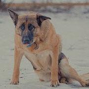 Попробуй Не Заплакать Самая Грустная Песня Про Собак До Слёз Песня Которая Трогает Душу