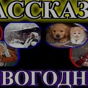 Новогодние Рассказы