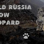 Большой Шрифт Лари Леопард