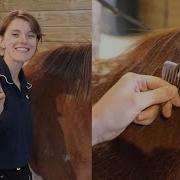 How To Pull A Horse S Mane