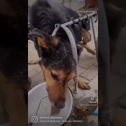 Скучаю По Собаке