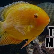 Severum