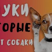 Лай Собаки Стаффа