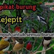 Suara Ampuh Burung Kejepit Kombinasi