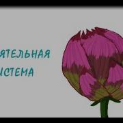 Обонятельная Система