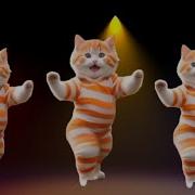 Cat Dance