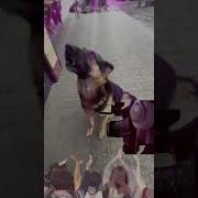 Член Ужалила Оса