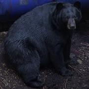 Huge Bear Shot At 10 Yards With Crossbow