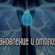 Стимуляция Тимуса Восстановление И Омоложение