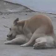 Series Animals Mating Animals Videos Xxx Animals Funny Dog Mating Cat