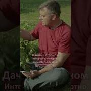 О Потэйто Картошочка Ростёт