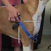 How To Fit And Use The Petsafe Easy Walk Harness