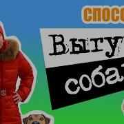 Способ 3 Выгул Собак