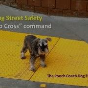 Save Your Dog S Life Teach Her To Respect The Street