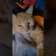 Немецкие Учёные Доказали