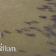 Manatees Dolphins