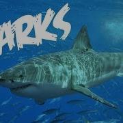 All About Sharks