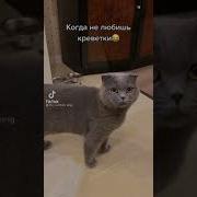 Реакция Кота На Креветку