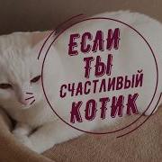 Если Ты Счастливый Котик Скажи Мяу