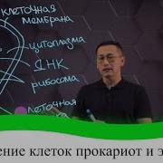 Строение Клетки Эукариоты