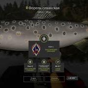 Русская Рыбалка 4 Russian Fishing 4 Оз Куори Форель Севанская