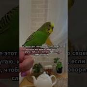 Учим Попугая Говорить Урок 4 Кто Красавчик Я Красавчик