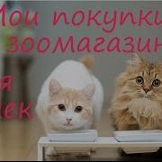 Pet Haul Мои Покупки Из Зоомагазина Мои Зоопокупки Для Кошек Уход За