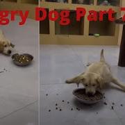 Hungry Dog Meme