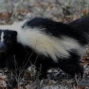 Meet The Animals Skunk