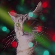 Rave Cat